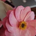 Paper flowers