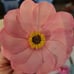 Paper flowers