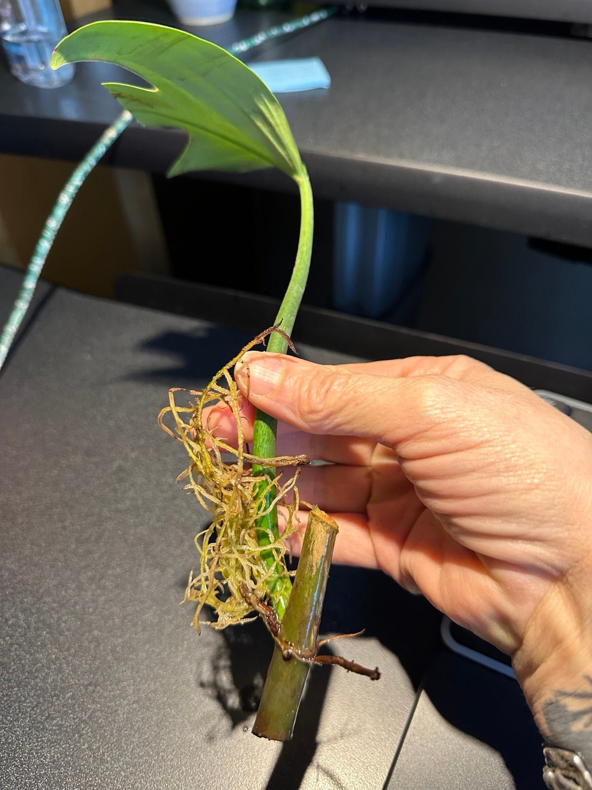 Rare Philodendron Panduriforme NOT Panda