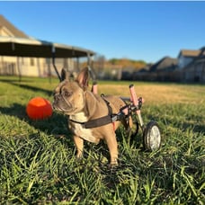 dog wheelchair