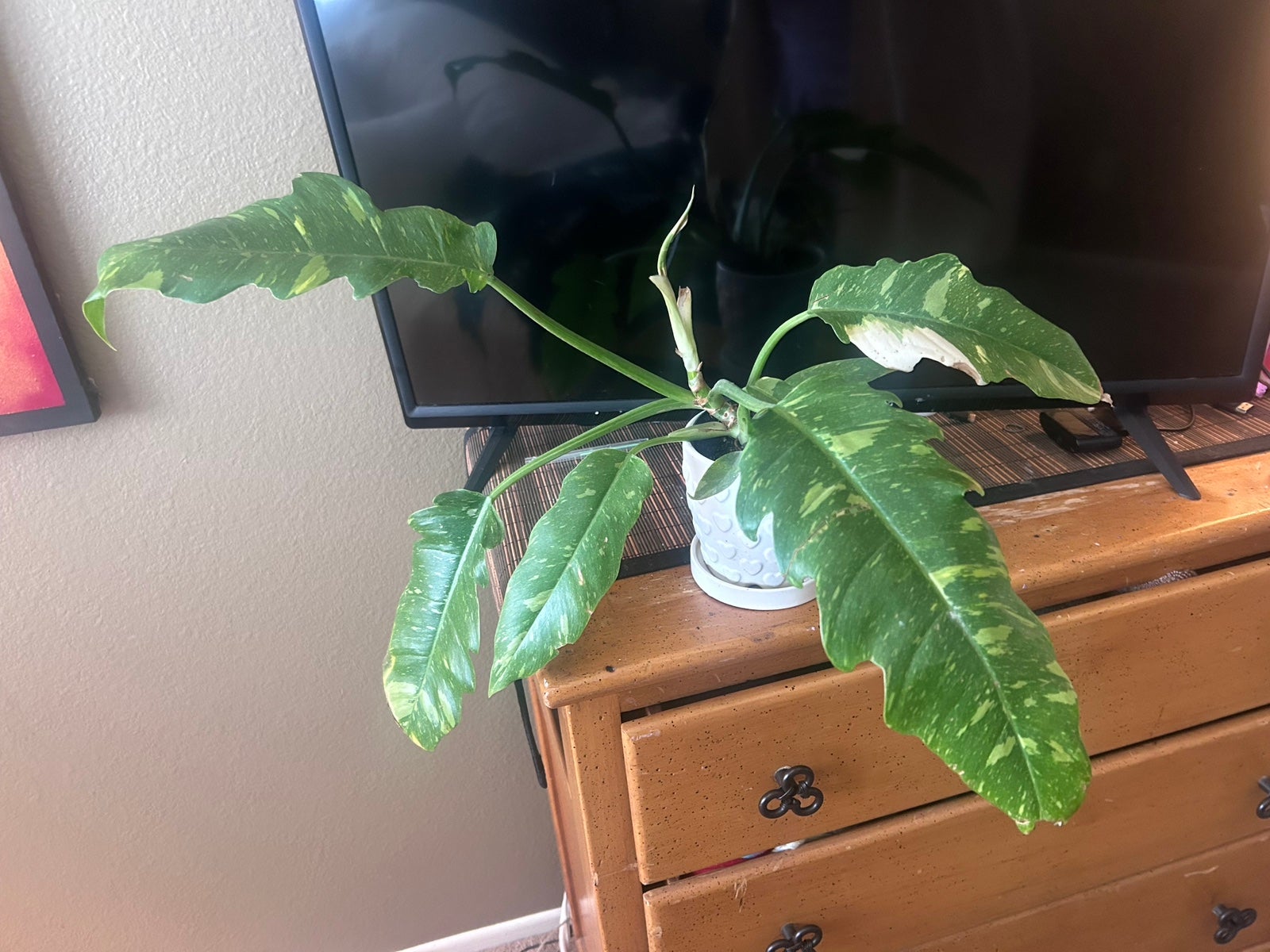Ring of fire philodendron