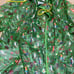 Enchanted Tiki Room Rain Jacket for Adults NWT size Large