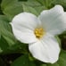 100 white trillium bulbs,Trillium grandiflorum