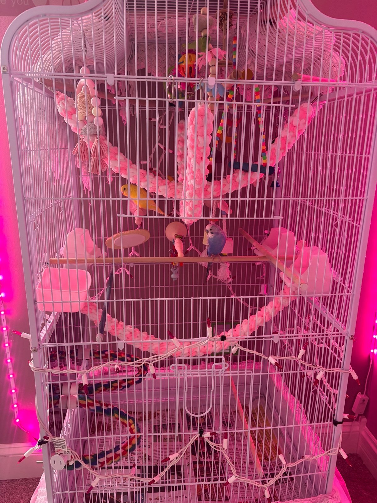 petsmart bird supplies