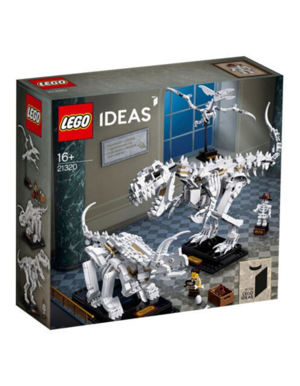 Ideas: dinosaur fossils shops