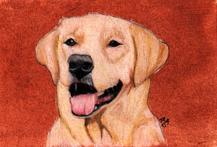 Original Yellow Lab Oil and Colored Pencil Portrait