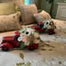 Sola Wood Flower Red Pickup Truck
