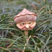 Outdoor fun mushroom decorative ornaments, resin crafts-GFH