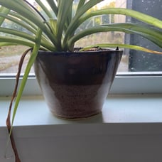Plant pot