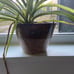 Plant pot