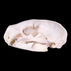 B Grade Badger Skull