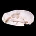 B Grade Badger Skull