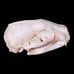 B Grade Badger Skull