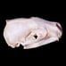 B Grade Badger Skull