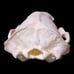 B Grade Badger Skull