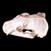 B Grade Badger Skull