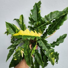 XL Philodendron Ring of Fire Rare Variegated Plant