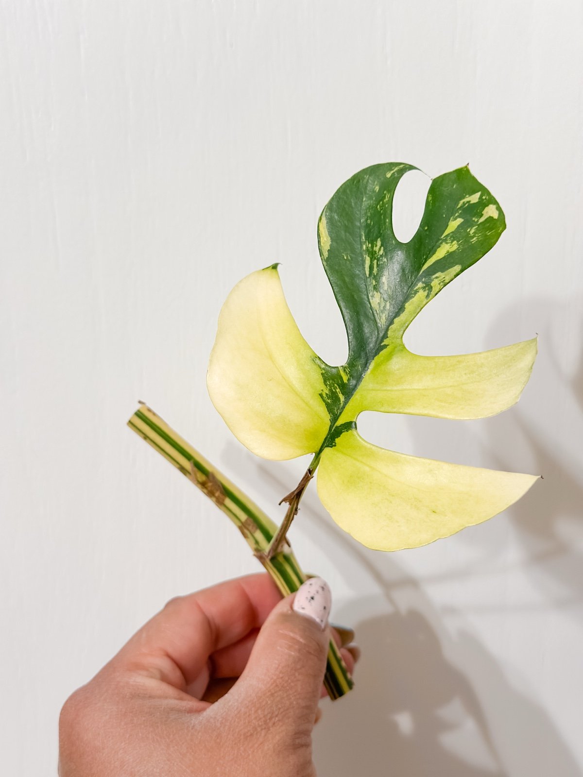 Variegated Mini Monstera