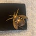 Victorian ladies buckle with bee and fly