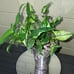 Syngonium eclipse
