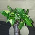 Syngonium eclipse