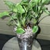 Syngonium eclipse