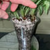 Syngonium eclipse