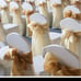 White Chair Covers 20
