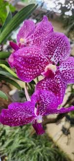 Vanda tang tang diamond pink orchid
