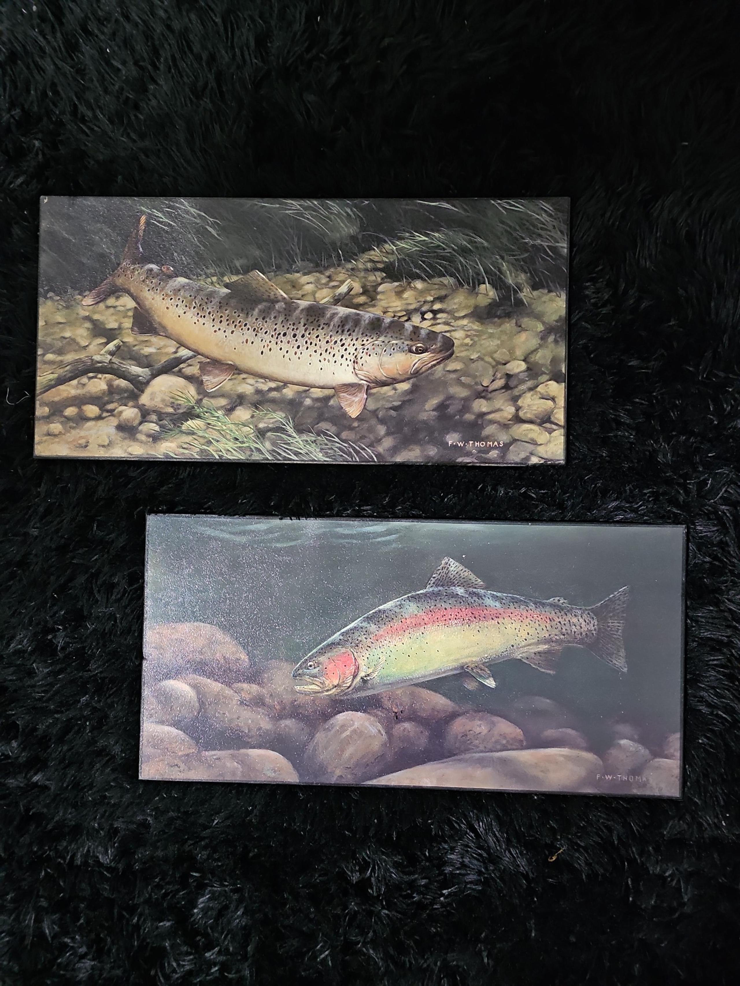 2 fish pictures