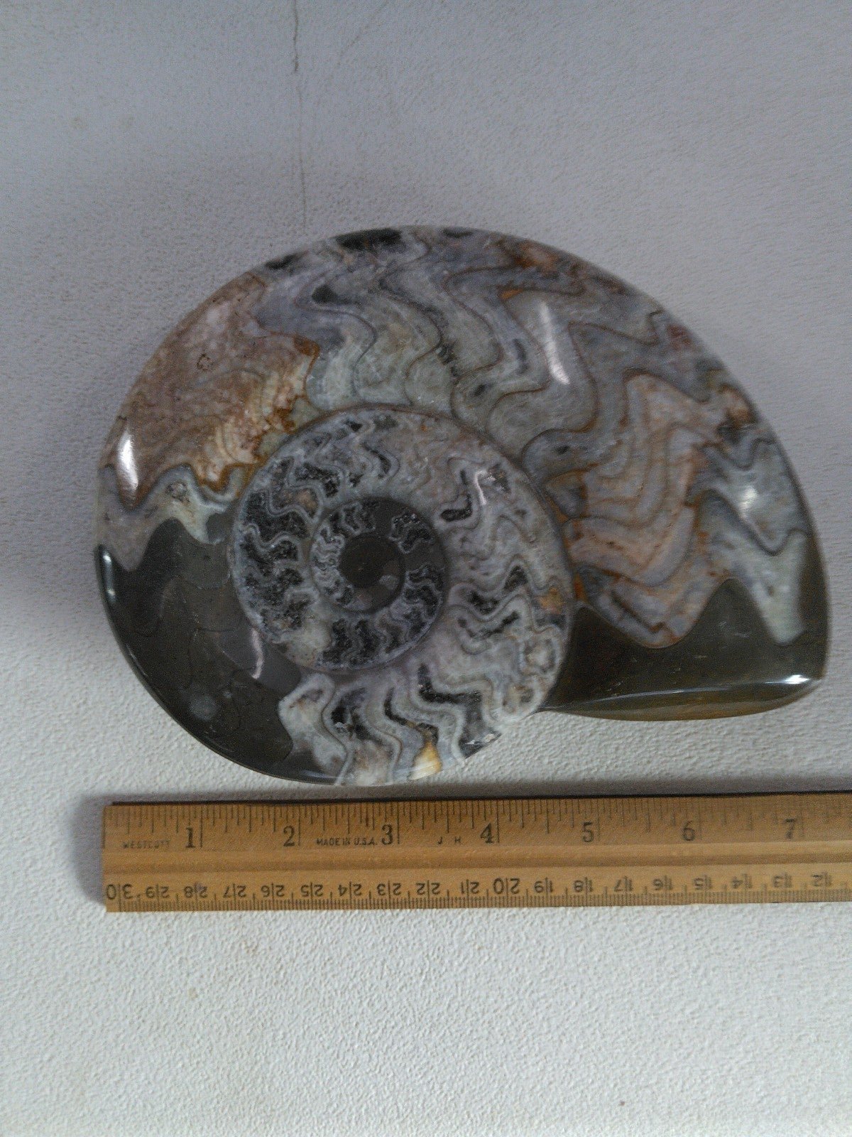 Beautiful Ammonite Fossil