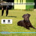 Electric Dog Fence Training Collars Underground NEW 2pk