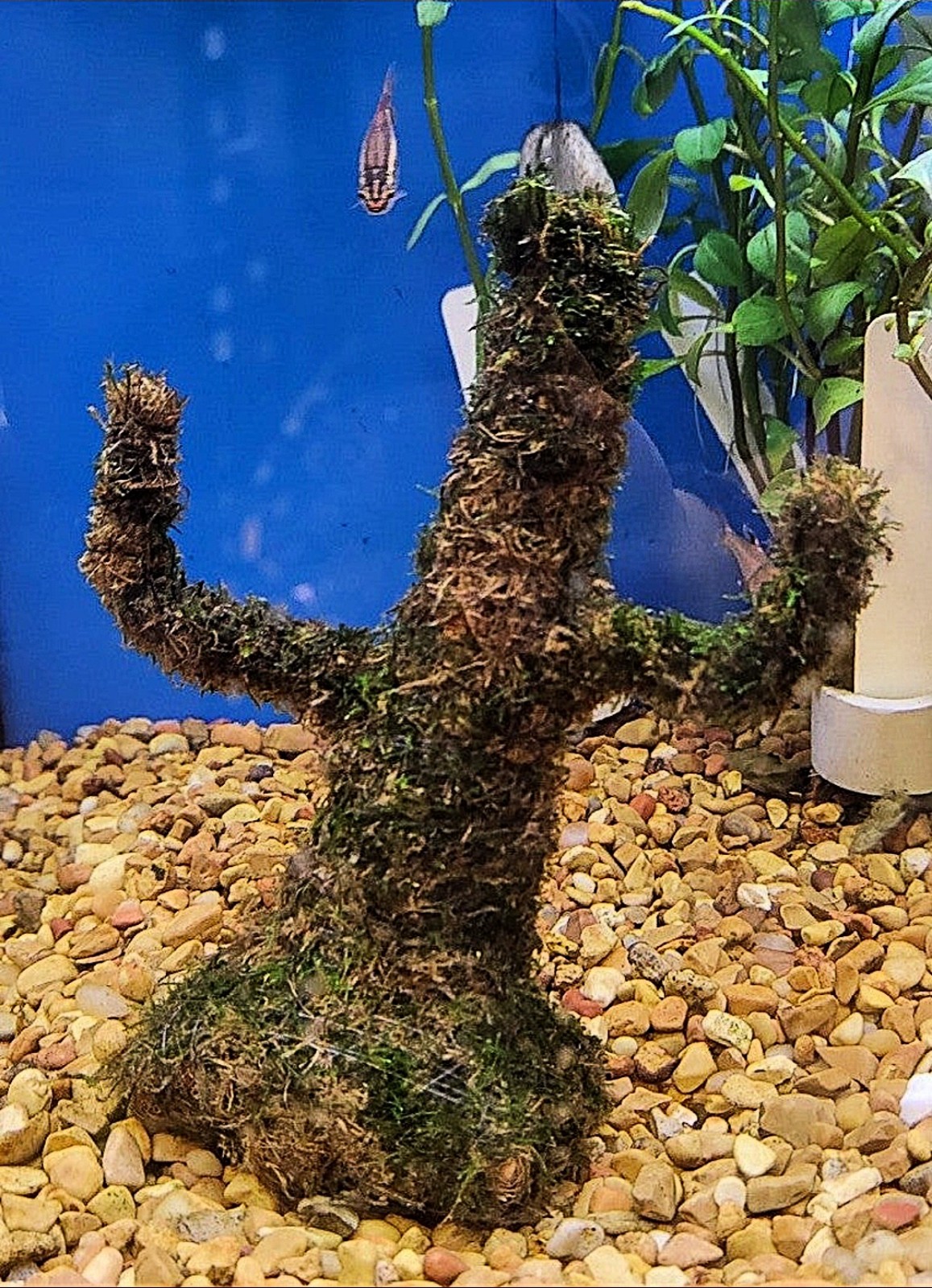 Live java moss cactus(1)~ Live Aquarium plants- Aquarium decor