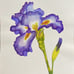 Iris Flower watercolor painting