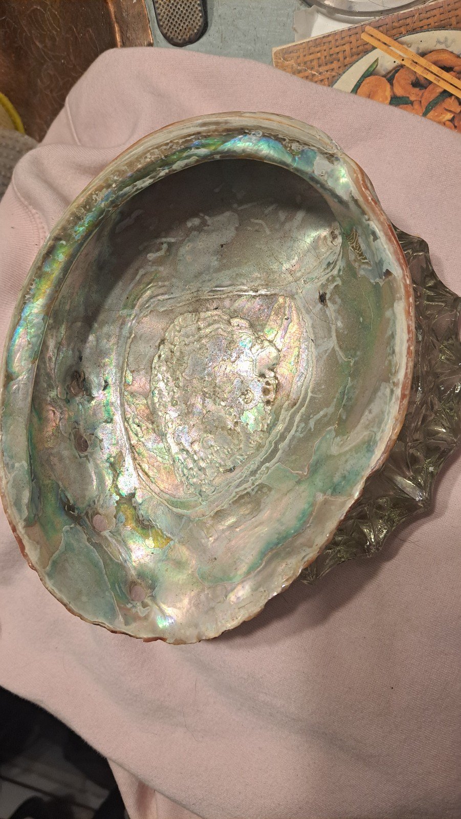 Shell abalone 9 x7 x3 pacific northwest opalescent deep , natural catch from or.