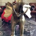 Heavy solid brass elephant statue upturned trunk 10 pounds