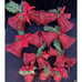 Amazing Large Lot Of Christmas Red Glitter Bell Ornaments & More Lot