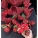 Amazing Large Lot Of Christmas Red Glitter Bell Ornaments & More Lot
