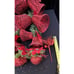 Amazing Large Lot Of Christmas Red Glitter Bell Ornaments & More Lot