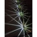 Solar Outdoor Lights, 10 Pack Waterproof Stainless Steel Pathway Garden Lights