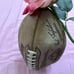 Wilson football