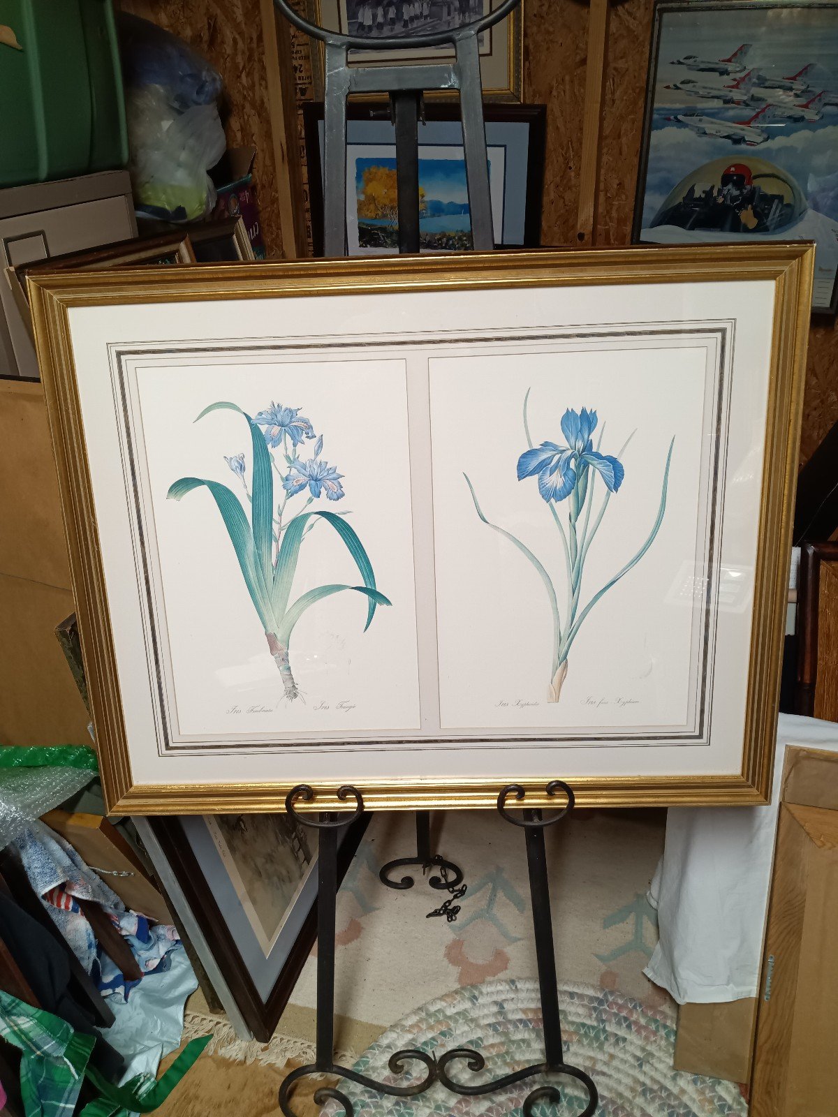 Framed print with two botanical irises artist Pierre Joseph Redoute (1759-1840).
