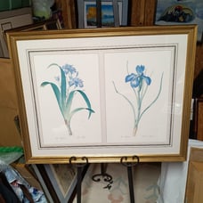 Framed print with two botanical irises artist Pierre Joseph Redoute (1759-1840).