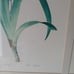 Framed print with two botanical irises artist Pierre Joseph Redoute (1759-1840).