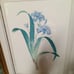 Framed print with two botanical irises artist Pierre Joseph Redoute (1759-1840).