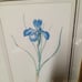 Framed print with two botanical irises artist Pierre Joseph Redoute (1759-1840).