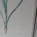 Framed print with two botanical irises artist Pierre Joseph Redoute (1759-1840).