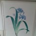Framed print with two botanical irises artist Pierre Joseph Redoute (1759-1840).