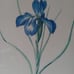 Framed print with two botanical irises artist Pierre Joseph Redoute (1759-1840).
