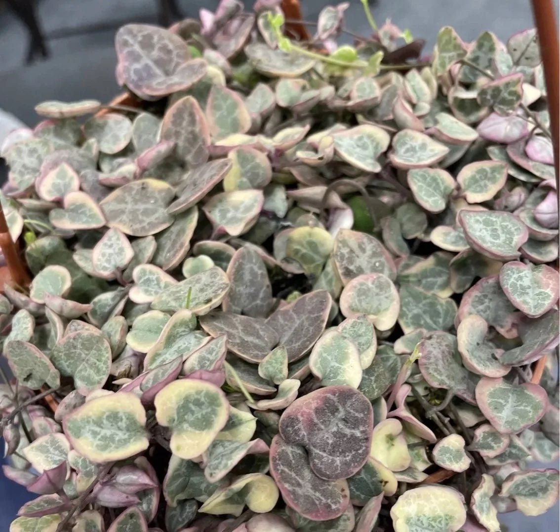 variegated string of hearts